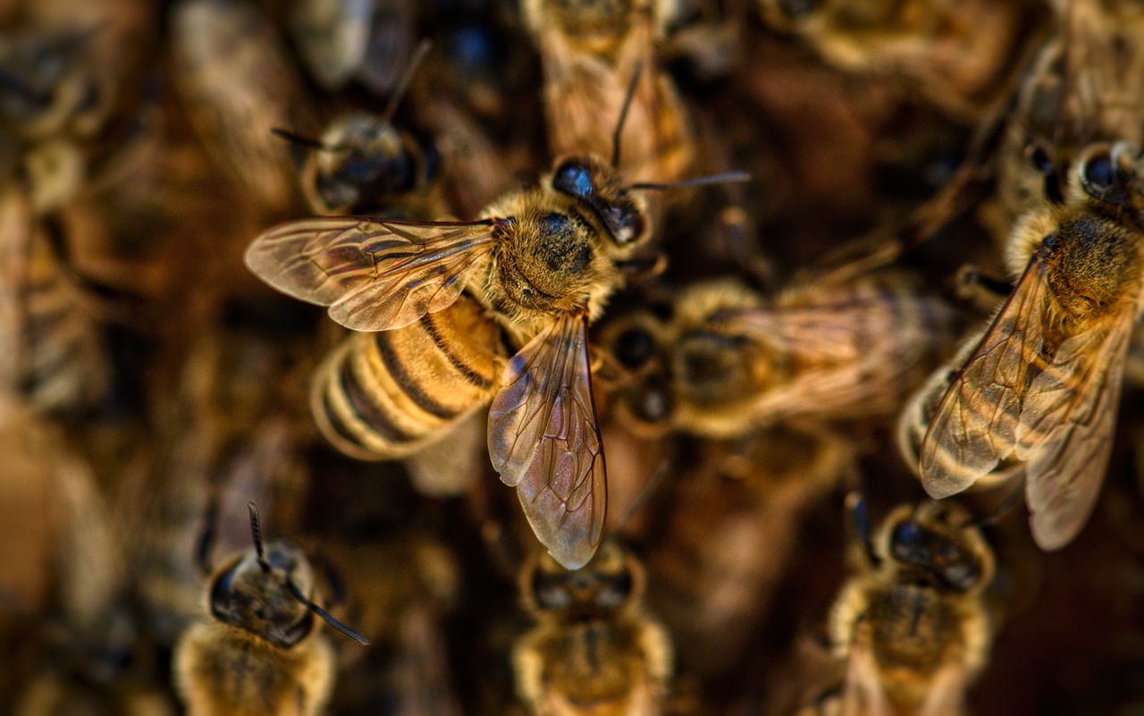 Znaczenie pszczół